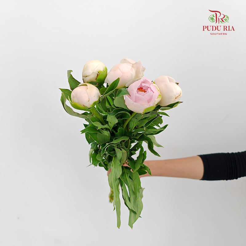 Peony Charlie white 查理白芍药 - (5 Stems)