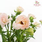 Ranunculus Butterfly Pink 蝴蝶洋牡丹 - (Per Bundle)