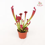Sarracenia - Red