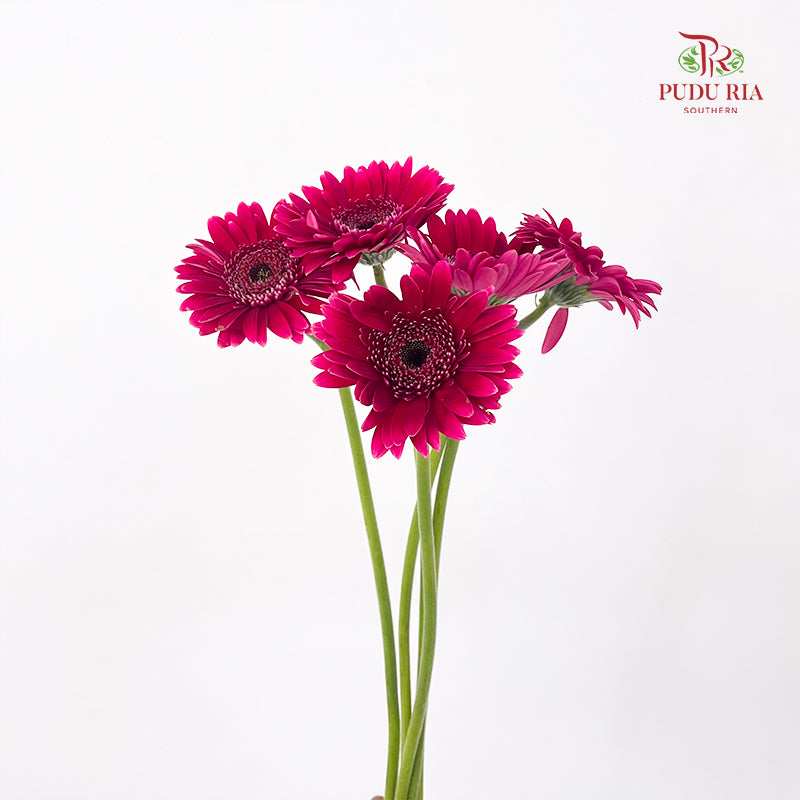Gerbera Mini Sandero - (5 Stems)