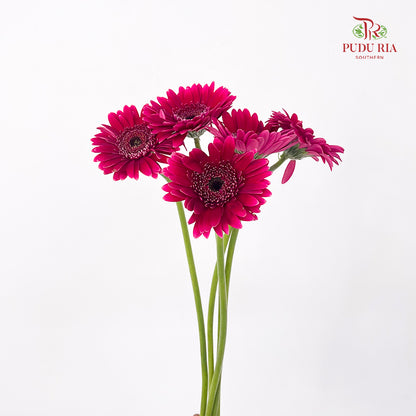 Gerbera Mini Sandero - (5 Stems)