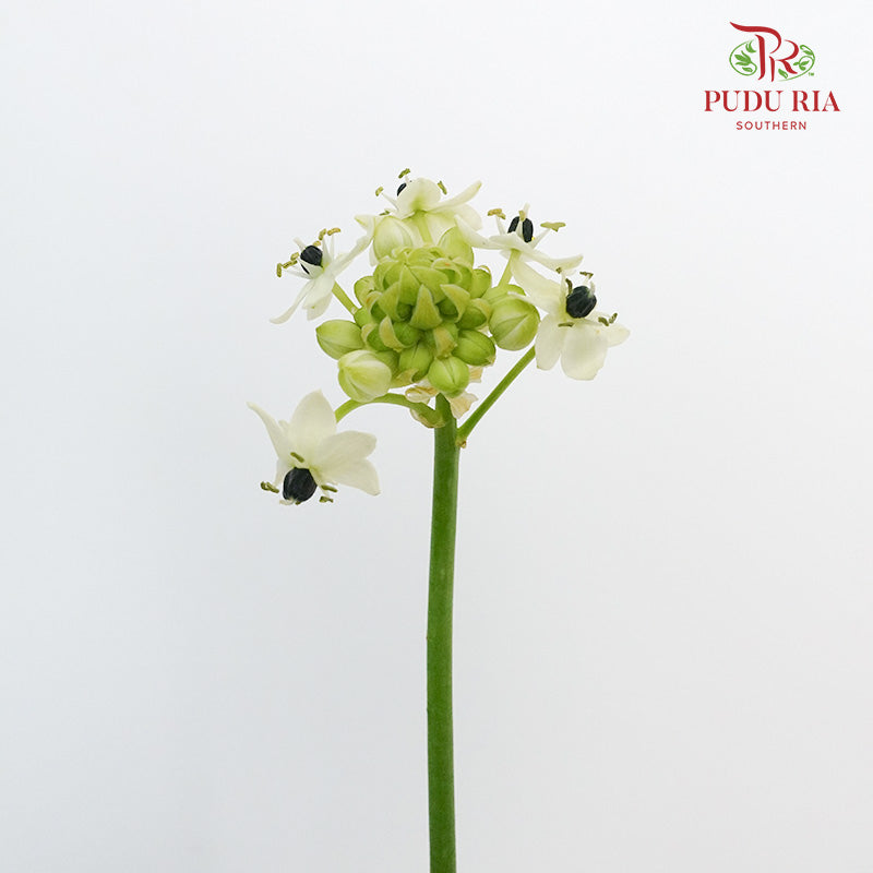 Ornithogalum Arabicum Ufo - Pudu Ria Florist Southern
