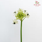 Ornithogalum Arabicum Ufo - Pudu Ria Florist Southern