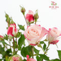 Rose Spray Refringence - (8-10 Stems)
