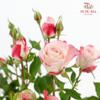 Rose Spray Refringence - (8-10 Stems)