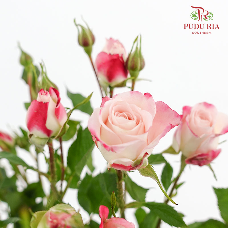 Rose Spray Refringence - (8-10 Stems)