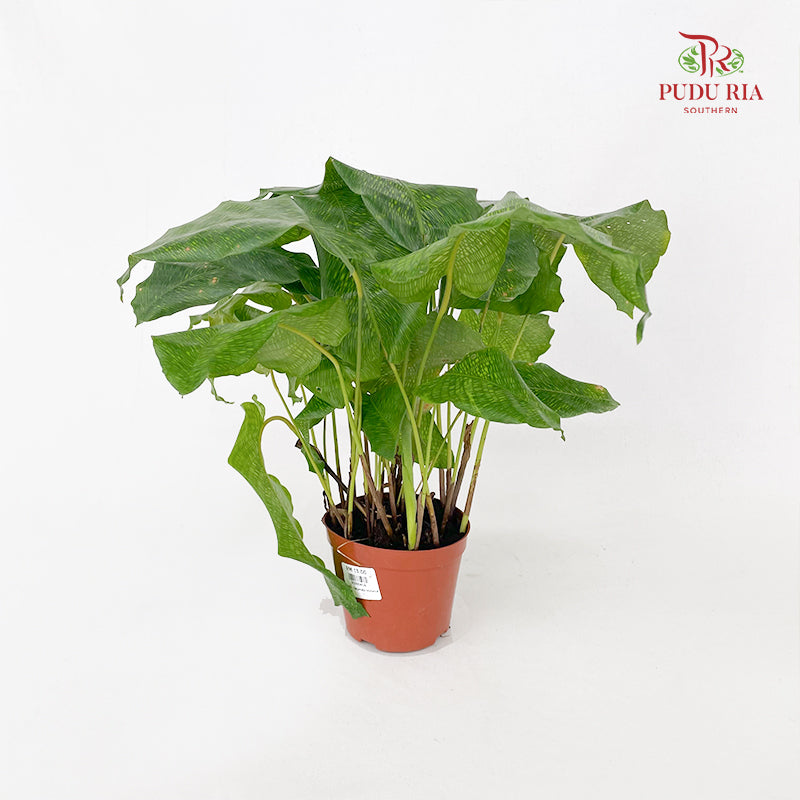 Calathea Musaica