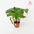 Calathea Musaica