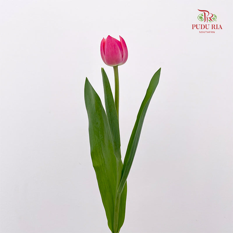 Tulip Pink 郁金香 - (8-10 Stems)
