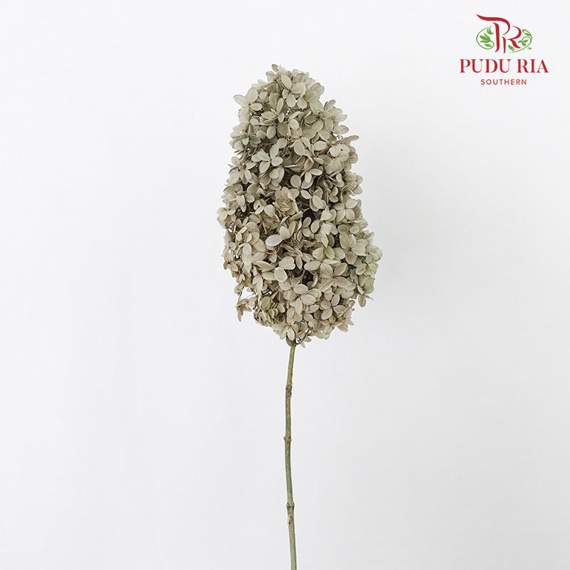Preservative Hydrangea - Grey ( Long Shape )/ Per Stem - Pudu Ria Florist Southern