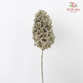 Preservative Hydrangea - Grey ( Long Shape )/ Per Stem - Pudu Ria Florist Southern