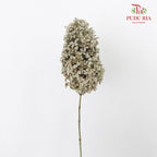 Preservative Hydrangea - Grey ( Long Shape )/ Per Stem - Pudu Ria Florist Southern