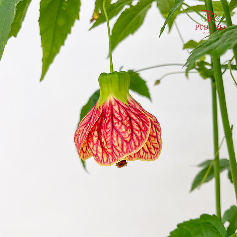 Abutilon