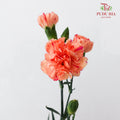 Carnation Spray 康乃馨 Orange - (18-20 Stems)