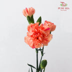 Carnation Spray Orange 康乃馨 - (18-20 Stems)