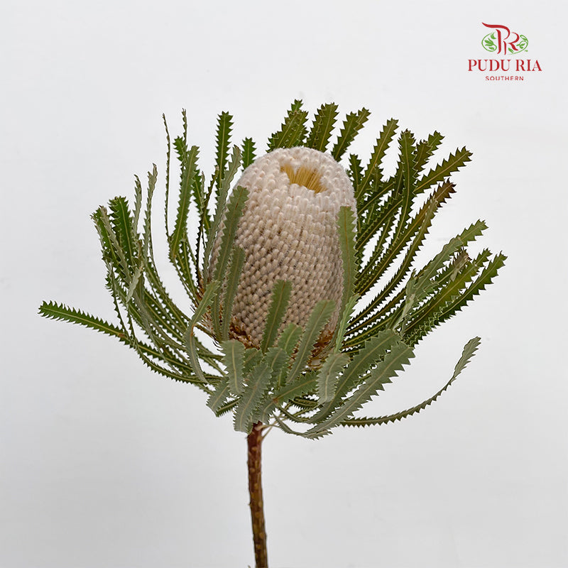 Banksia White 佛塔树 - (2 Stems)