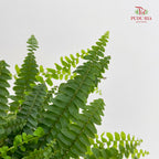 Boston Fern Plant P120