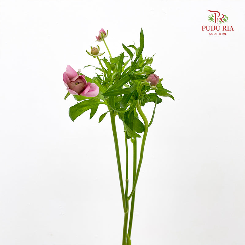 Ranunculus Butterfly Pink 蝴蝶洋牡丹 - (5 Stems)