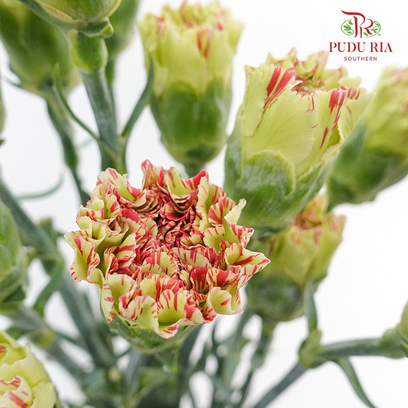 Carnation St Light Make Up (18-20 Stems) - Pudu Ria Florist Southern