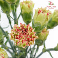 Carnation St Light Make Up (18-20 Stems) - Pudu Ria Florist Southern