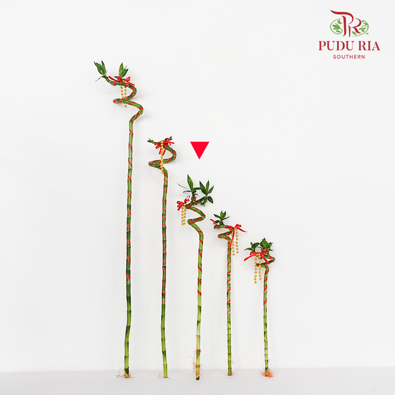Lucky Bamboo With Deco - 转运竹