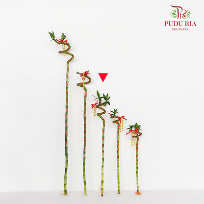 Lucky Bamboo With Deco - 转运竹