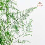 Preservative Asparagus Fern - Light Green