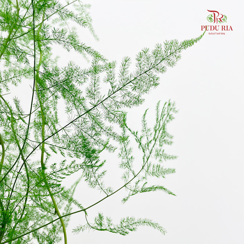 Preservative Asparagus Fern - Light Green