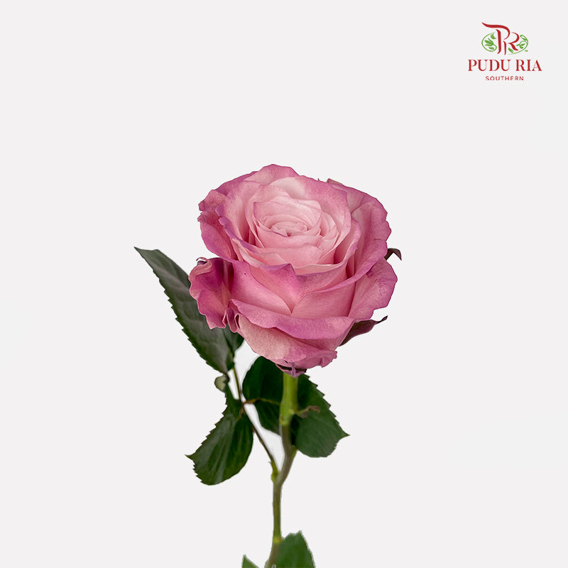 Rose Mondial Dyed Dusty Flamingo 2 - (8-10 Stems)