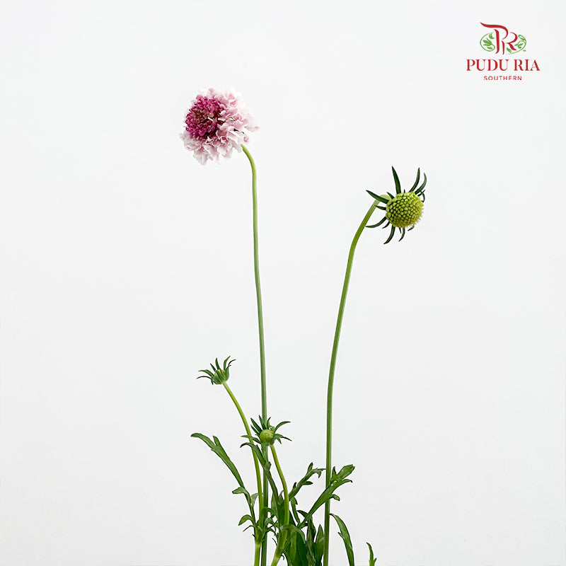 Scabiosa Pink 蓝盆花 - (Per Bundle)