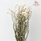 Dry Silver Chrysanthemum Big