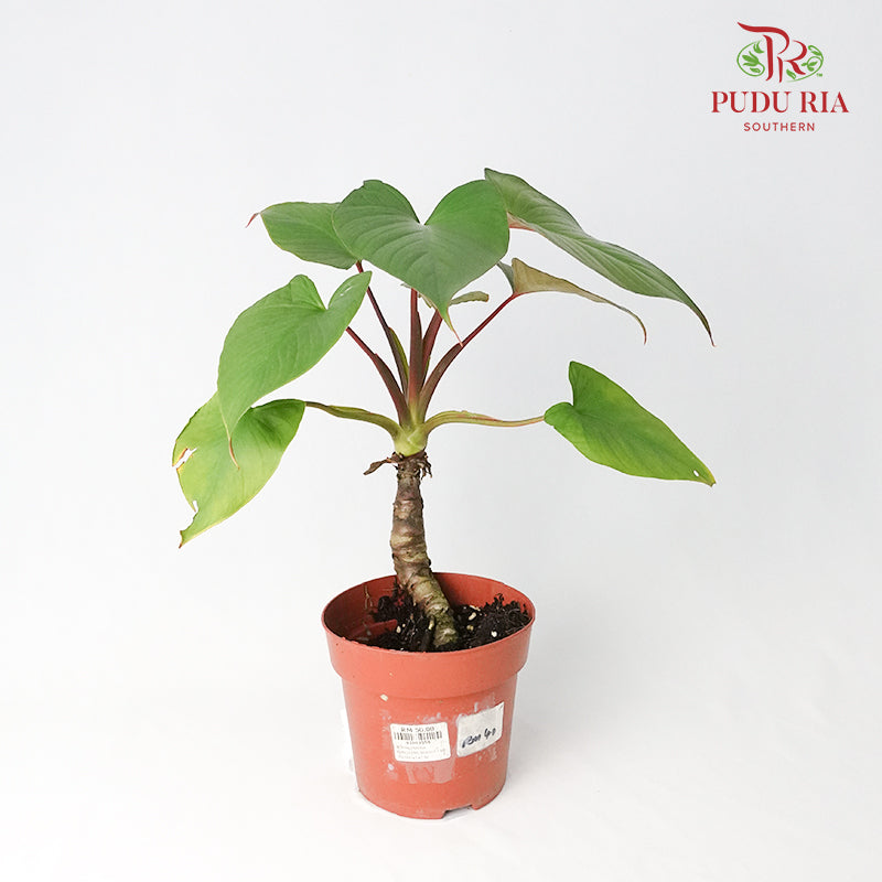 Homalomena Rubescens Maggy - Pudu Ria Florist Southern