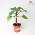 Homalomena Rubescens Maggy - Pudu Ria Florist Southern
