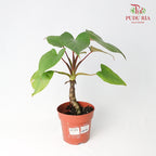 Homalomena Rubescens Maggy - Pudu Ria Florist Southern