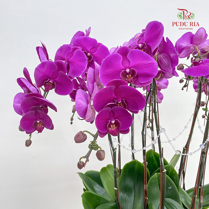 Grand Opening Phalaenopsis Orchid Arrangement (10 Stems)