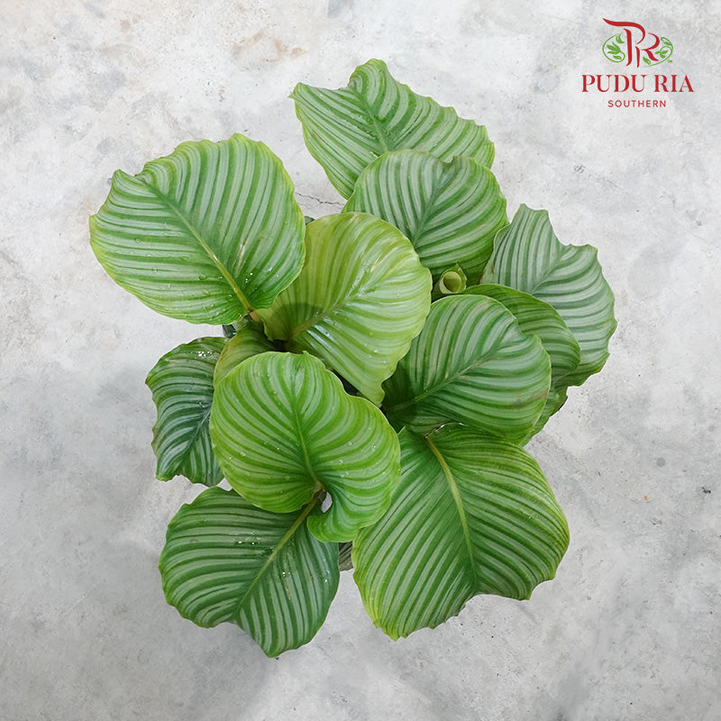 Calathea Orbifolia - Pudu Ria Florist Southern