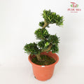 Podocarpus Ju Hua