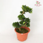 Podocarpus Ju Hua