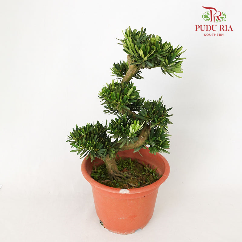 Podocarpus Ju Hua