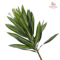 Song of Jamaica 百合竹 - (5 Stems)