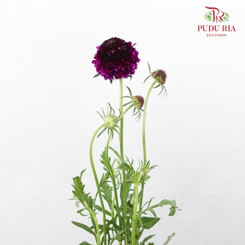 Scabiosa Colour Dark Purple (Per Bundle) - Pudu Ria Florist Southern