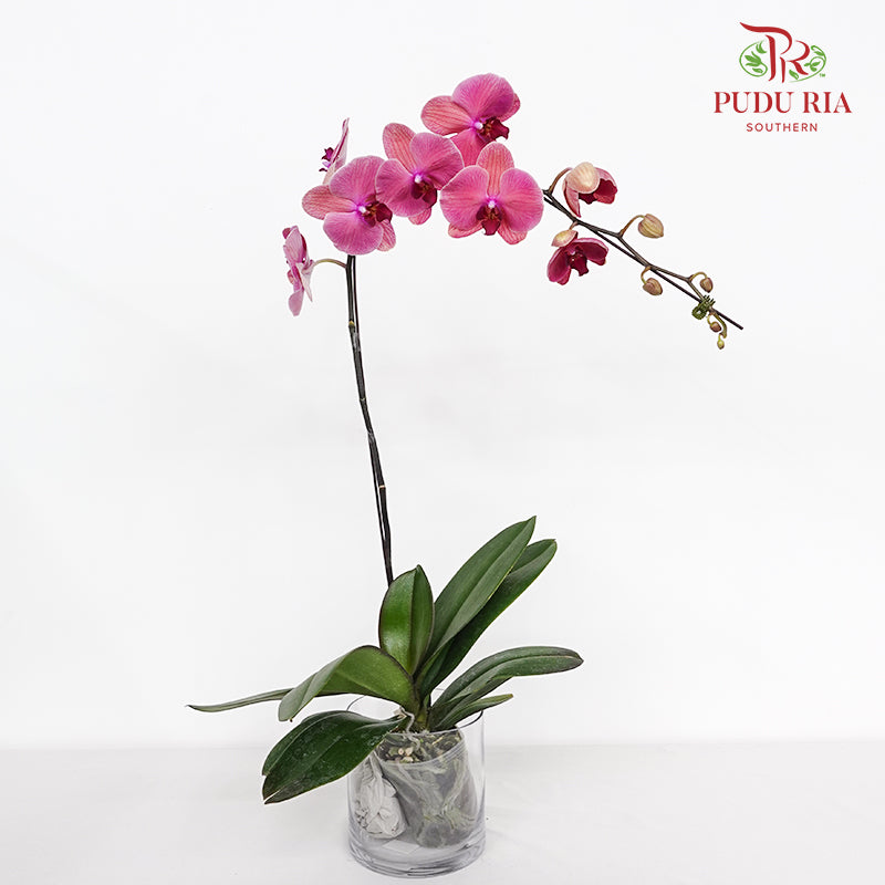 Phalaenopsis Orchid Peach Single Stem