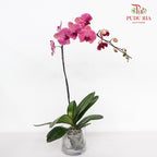 Phalaenopsis Orchid Peach Single Stem
