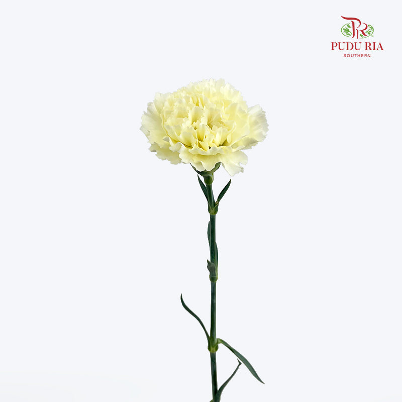 Carnation St Cream B - (18-20 Stems)