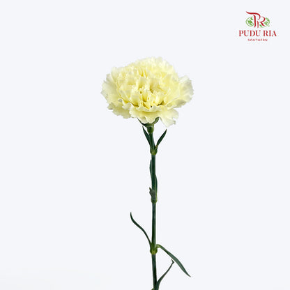 Carnation St Cream B - (18-20 Stems)