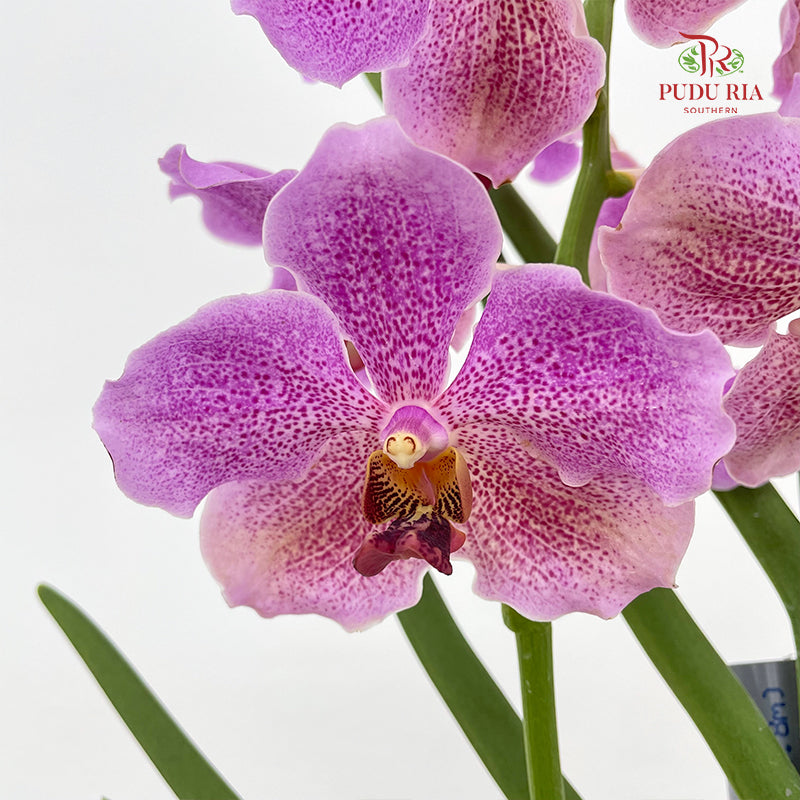 Vanda Butterfly