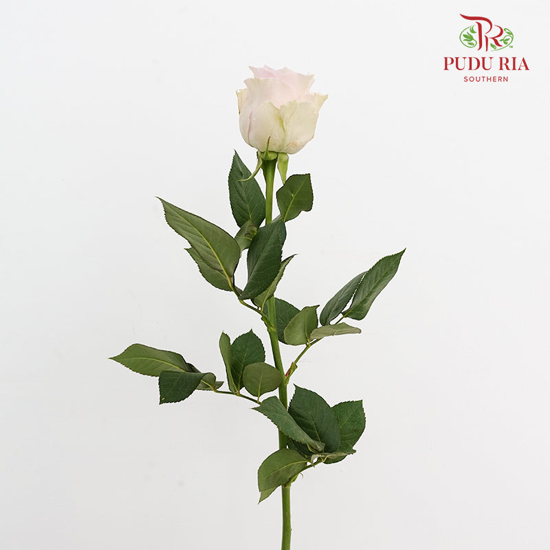 Rose Remembrance - (8-10 Stems)