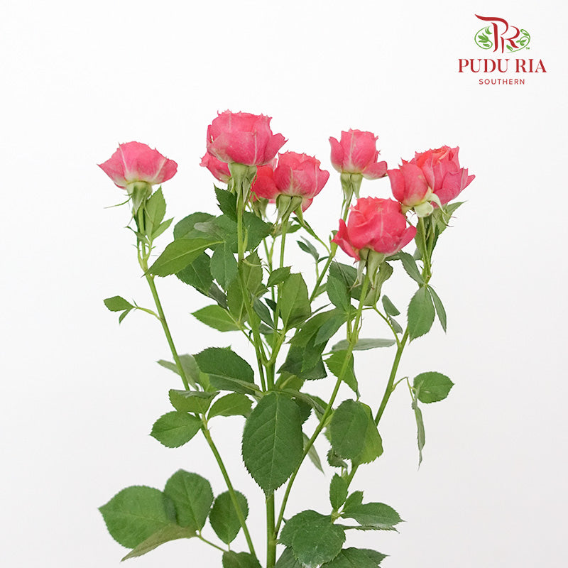 Rose Spray Pink/Orange (8-10 Stems) - Pudu Ria Florist Southern