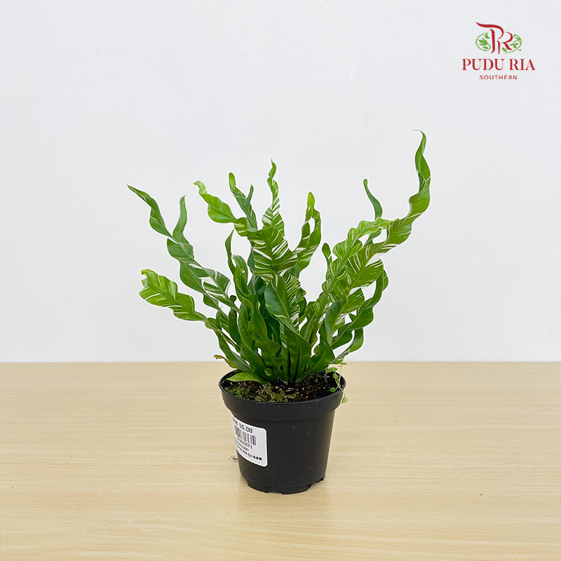 Asplenium Fuzzy Variegated P80 花叶鸟巢蕨