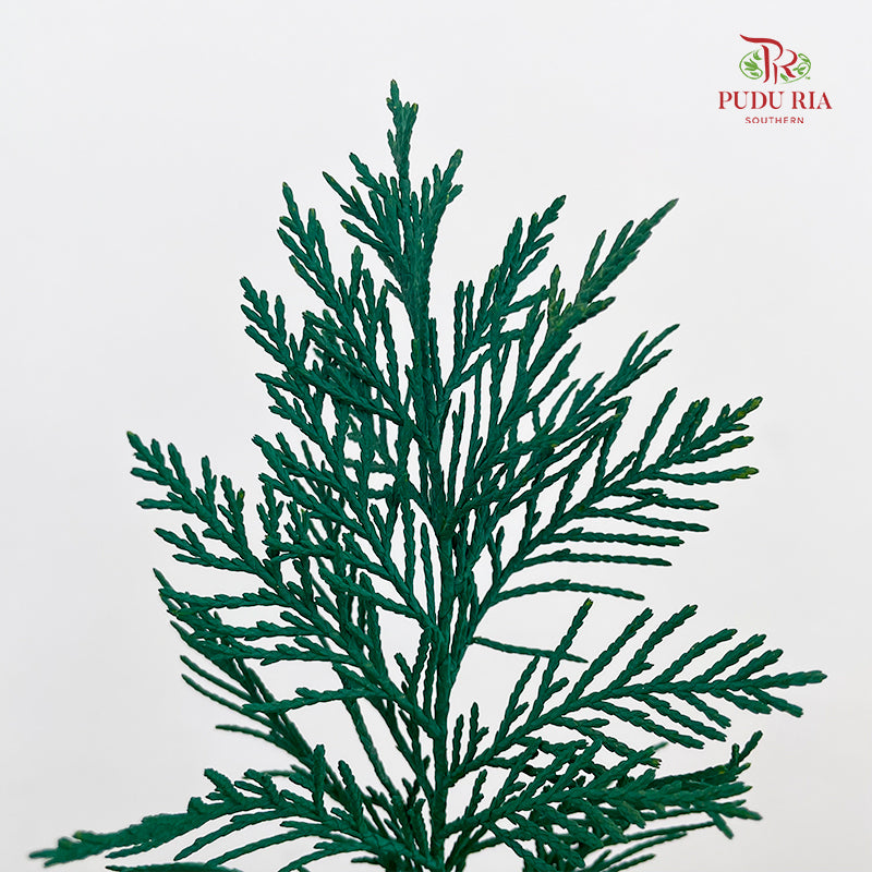 Cedar X mas Dyed Color Green - (Per Bundle)